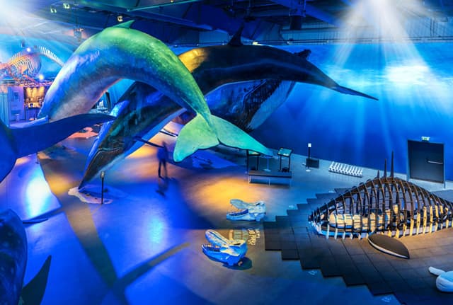 Whales of Iceland - Venue